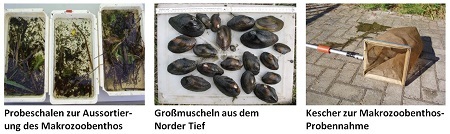 Makrozoobenthos - Nicht tideoffene Marschengewässer