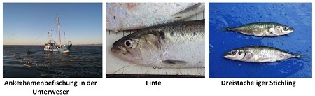 Fischarten der tideoffenen Gewäser