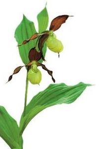 Frauenschuh (Cypripedium calceolus)