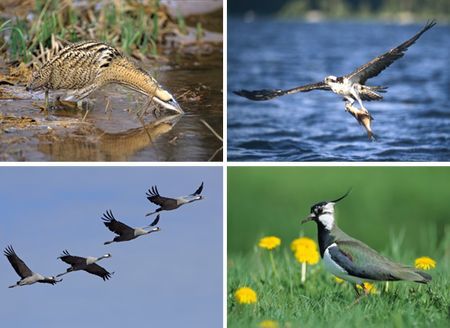 Von links oben im Uhrzeigersinn: Rohrdommel, Fischadler, Kiebitz, Kraniche