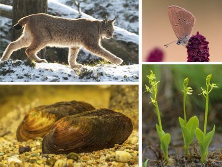 Von links oben im Uhrzeigersinn: Europäischer Luchs, Dunkler Wiesenknopf-Ameisenbläuling, Sumpf-Glanzkraut, Bachmuschel