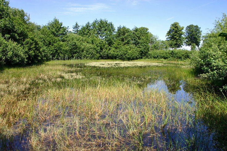 Kammmolch-Biotop bei Bassum