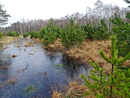 Auf Torfdämmen zur Rückhaltung von Moorwasser samen sehr schnell auch wieder Gehölze an, in diesem Fall Kiefern (rechte Bildseite). Ob diese aus Gründen des Moorschutzes von Zeit zu Zeit wieder abgesägt werden müssen, ist von Fall zu Fall zu entsch