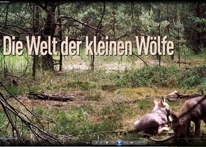 Die Welt der kleinen Wölfe