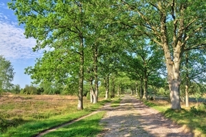 Verhalten in Wolfsgebieten