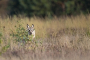 Wolf hinter Busch