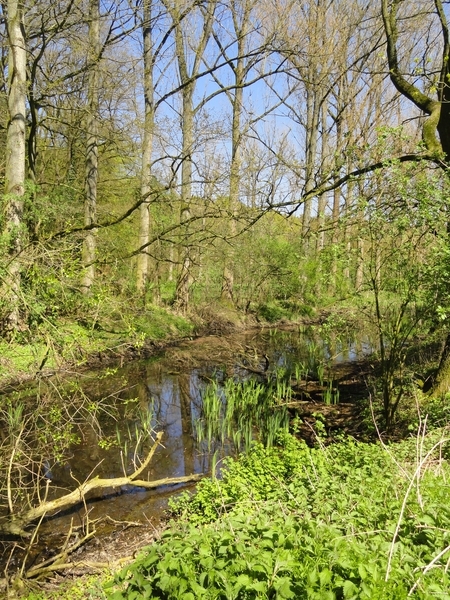 Foto aus dem Landschaftsschutzgebiet "Die Große Aue - Von Steyerberg bis zur Weser"