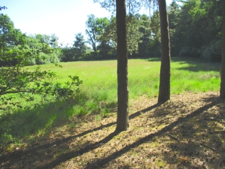 Foto aus dem Naturschutzgebiet "Esterfelder Moor"