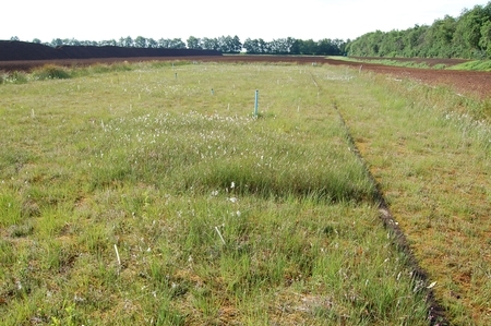 Torfmoosfarming im Hochmoor