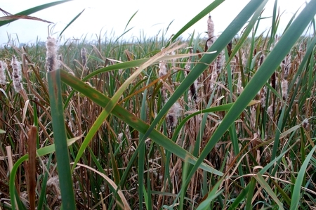 Rohrkolbenkultur im Niedermoor