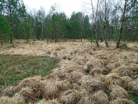 Von Baumaßnahmen betroffener Teilbereich mit geringem bis mittlerem Holzaufwuchs, aber feuchten Bodenverhältnissen