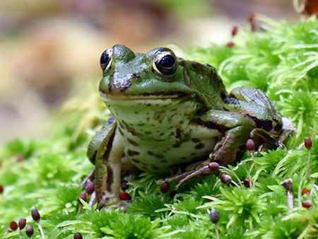Amphibien werden kartiert: Wasserfrosch im Helstorfer Moor