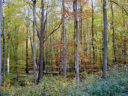 Foto aus dem Landschaftsschutzgebiet " Osterholz, Südholz, Kassebusch"