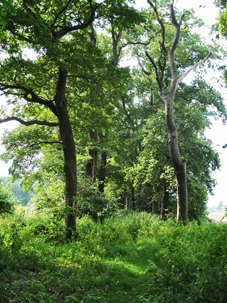 Foto aus dem Landschaftsschutzgebiet "Langenwisch-Emshoop"