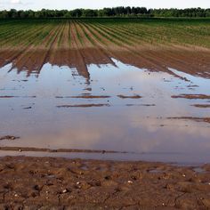 große Wasserfläche auf einem Acker