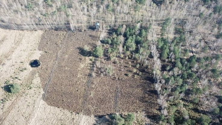 Brandschäden im nördlichen Bissendorfer Moor (Quelle: Marcel Hollenbach, Region Hannover)