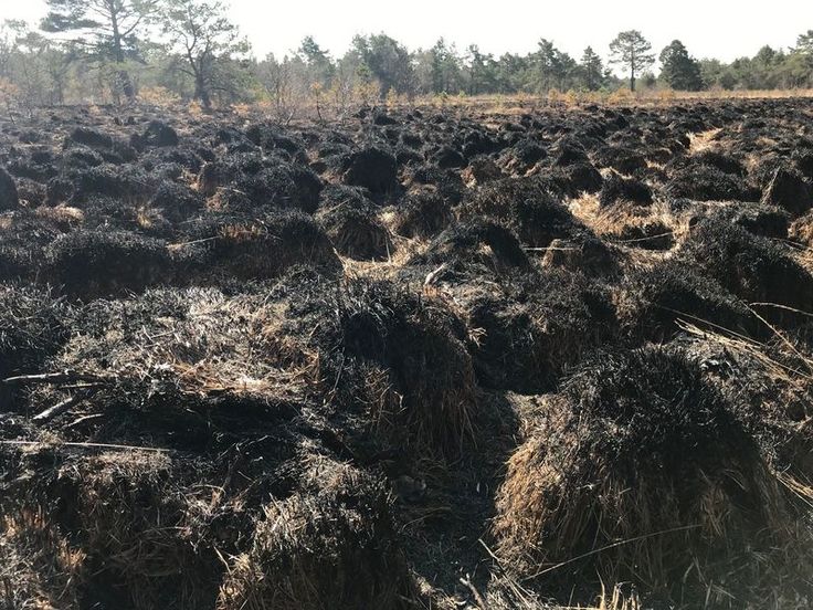 Brandschäden im nördlichen Bissendorfer Moor (Quelle: Marcel Hollenbach, Region Hannover)