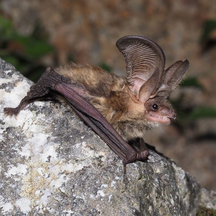 Das Graue Langohr (Plecotus austriacus) zieht aus seinen Winterquartieren im Frühjahr in seine bis zu 60 km entfernten Wochenstuben. Die Art ist eine typische, wenn auch in Niedersachsen sehr seltene „Hausfledermaus“. (Foto: Dr. Jakob Fahr, NLWKN)