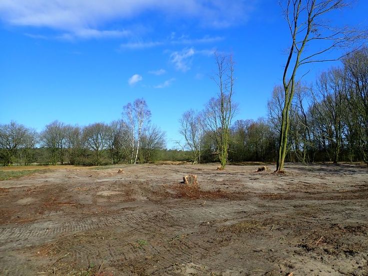 Wiederherstellung von Dünenlebensräumen auf der Düne Unterstedt im Landkreis Rotenburg (Foto: Tom Kutter, NLWKN)