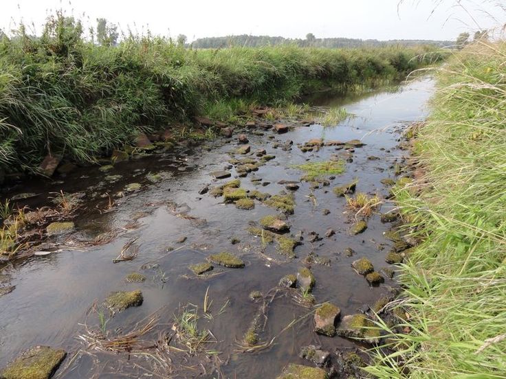 Niedrigwasser wie hier 2018 am Pegel Neuhaus (Schwarzwasser) kann es zukünftig noch häufiger geben. (Foto: NLWKN)