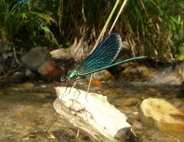 Die Blauflügel Prachtlibelle bevorzugt kühle, schattige, naturnahe und sauerstoffreiche Fließgewässer ohne Beeinträchtigung durch Wasserverschmutzung, intensive Unterhaltung, Begradigung, Uferverbauung oder Aufstau. (Foto: Fahr, NLWKN)