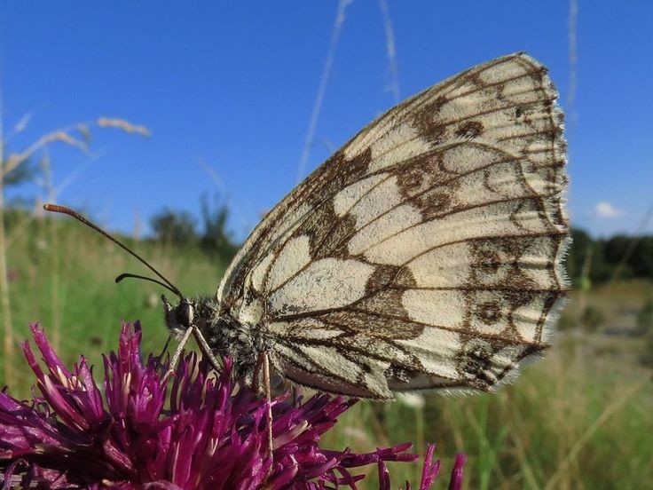 Schachbrettfalter brauchen nährstoffarme, blütenreiche Wiesen. Diese sind aufgrund von Düngung und früher Mahd selten geworden. Dem Falter hilft es aber auch, Randstreifen an Feldwegen oder Gräben zu belassen oder anzulegen. (Foto: Wimmer, NLWKN)