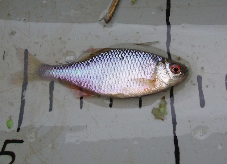 Die Kleinfischart Bitterling gilt in Niedersachsen nach Roter Liste als „vom Aussterben bedroht“. Sie steht unter besonderem Schutz der Fauna-Flora-Habitat-(FFH-)Richtlinie. (Foto: Dr. Oliver-David Finch, NLWKN)