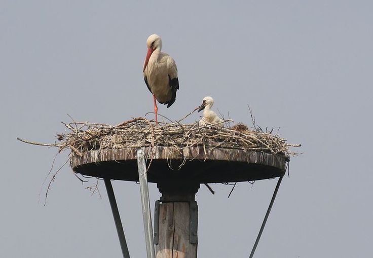 Ein Weißstorch mit dem Jungvogel auf der Maulohe in der Allerniederung bei Verden. Der erste Bruterfolg in dem vom NLWKN errichteten Kunsthorst. (Foto: Hans-Joachim Winter)