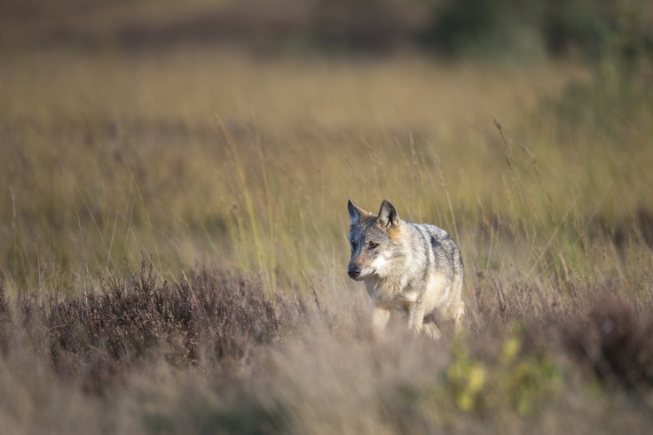 EIn Wolf streift durch eine Heidelandschaft.