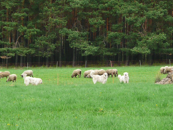 Schafe auf einer Weide. Sie werden von drei Herdenschutzhunden beschützt.