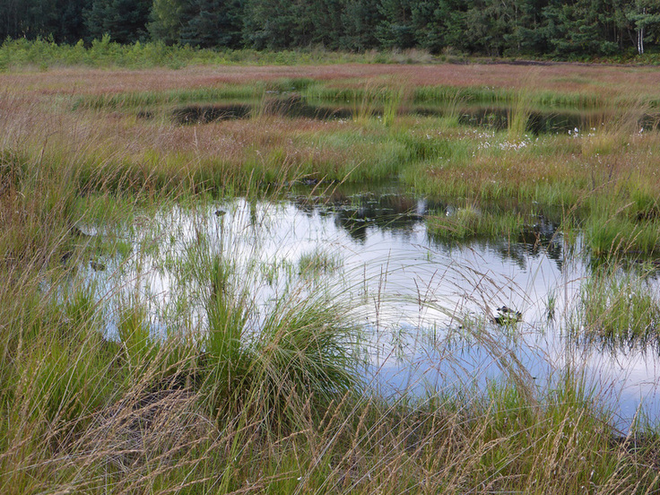 Ein gesundes, renaturiertes Moor