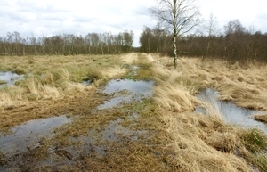 Oberflächenabflüsse überschüssigen Niederschlagswassers treten v. a. im Winterhalbjahr auf, hier als Beispiel im NSG Siedener Moor.