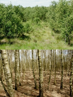 Sekundäre Gehölzbestände von Moorbirke (Betula pubescens) auf vorentwässertem Hochmoor, jüngeres Stadium im NSG/FFH Diepholzer Moor (oben) und älteres Stadium im NSG Siedener Moor (unten)