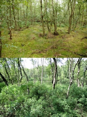 FFH-Moorwald LRT 91D0* in Torfmoos- (Sphagnum spec.) reicher Ausprägung im NSG Dievenmoor (oben) und mit Unterwuchs aus Gagel (Myrica gale) im NSG/FFH Diepholzer Moor (unten)