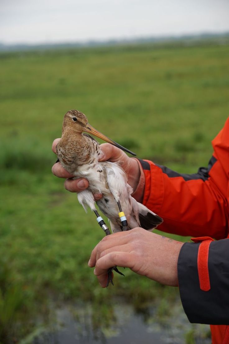 Frisch besenderter Altvogel “Timmers Oulestije“. Die Spitze des Senders schaut am Schwanzende aus dem Gefieder. Die Kombination der bunten Ringe und des Metallrings zeigt den Beringungsort und lässt das Individuum erkennen. (Foto: Christopher Marlow