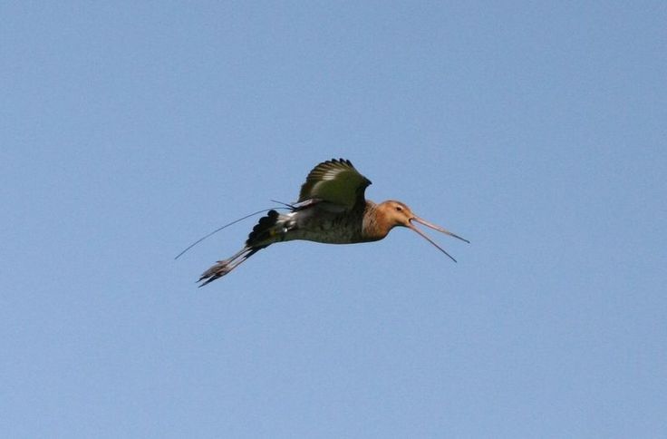 „Up Kamerun“, ein Sender-Vogel von der Unterelbe, zog bis zum 14. Juni 2020 mindestens zwei Jungvögel erfolgreich auf. Seit dem 1. August 2020 verweilt die Uferschnepfe im Casamance-Delta im Senegal. (Foto: Jürgen Ludwig, NLWKN)