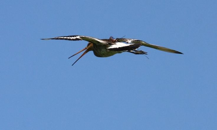 „Up Kamerun“, ein Sender-Vogel von der Unterelbe, zog bis zum 14. Juni 2020 mindestens zwei Jungvögel erfolgreich auf. Seit dem 1. August 2020 verweilt die Uferschnepfe im Casamance-Delta im Senegal. (Foto: Jürgen Ludwig, NLWKN)