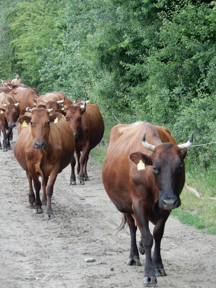 Angler Rinder (alte Zuchtrichtung) auf dem täglichen Weg von der Weide zum Melken im Stall. Die Rasse ist extrem gefährdet. (Foto: Hartmut Heckenroth)