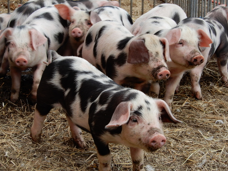 Das fast ausgestorbene Bunte Bentheimer Schwein ist wieder etwas häufiger geworden. (Foto: Hartmut Heckenroth)