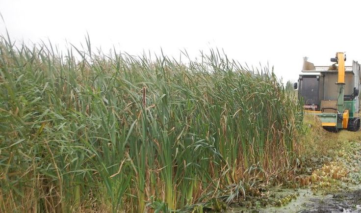 Der Anbau von Rohrkolben auf vernässtem Niedermoorboden wie hier in Mecklenburg-Vorpommern könnte auch für landwirtschaftlich genutzte Niedermoorböden in Niedersachsen interessant werden (Foto: 3N Kompetenzzentrum e.V.).