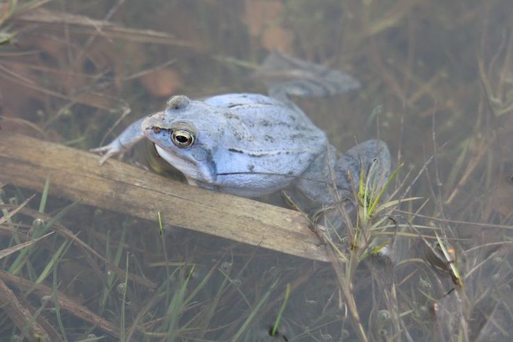 In dem Moorbiotop befindet sich ein ansehnliches Vorkommen an Moorfröschen. (Foto: Dr. Annika Frech, NLWKN)