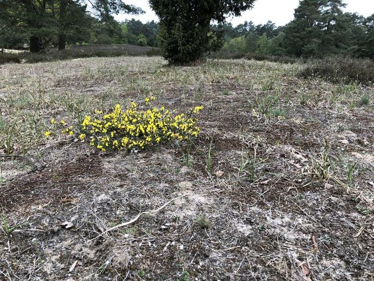 Offener Bereich mit blühendem Ginster und Sandsegge im Blanken Flat (Foto: Heiko Köster, ÖSSM)