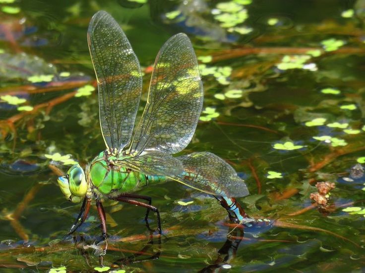 Große Königslibelle bei der Eiablage (Foto: Walter Wimmer, NLWKN)