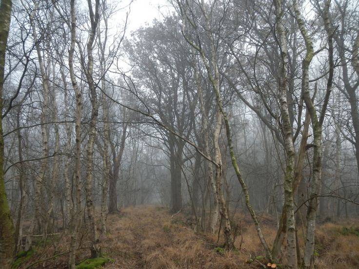 Ein alter Moorweg zieht durch das Aßbütteler Moor. Durch die Entwässerung konnte Birkenwald entstehen. Ein beliger Herbsttag.
