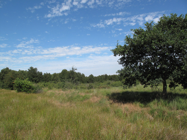 Beginnende Verbuschung auf einer Moorheidefläche im Westen des Aßbütteler Moores. Rechts ein einzelner Baum.