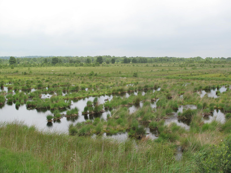 Eine weite Moorlandschaft mit bereits erfolgreich vernässten Flächen.