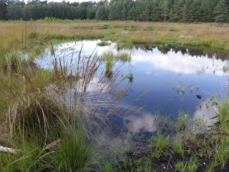 Großes Moor bei Gifhorn