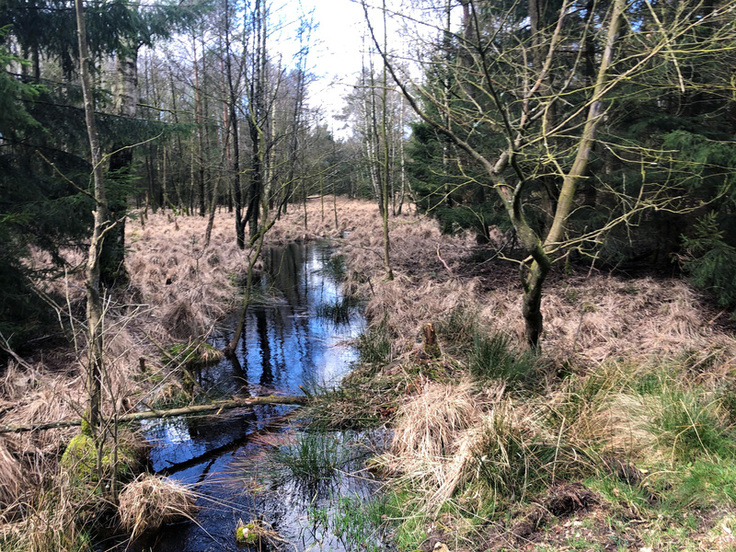 Ein Bach fließt gerade durch eine Landschaft, die von Moorwald mit lockerem Baumbewuchs gekennzeichnet ist.