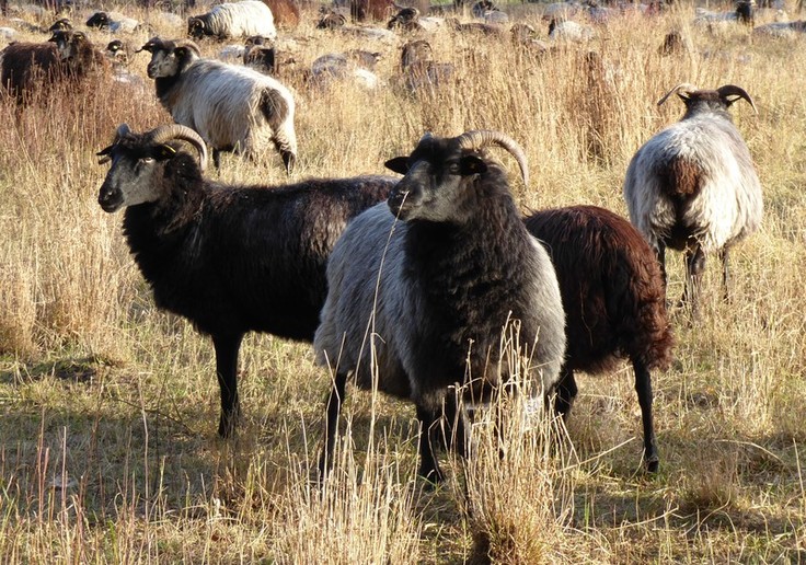 Einige Schafe stehen im kargen gras einer Binnendüne