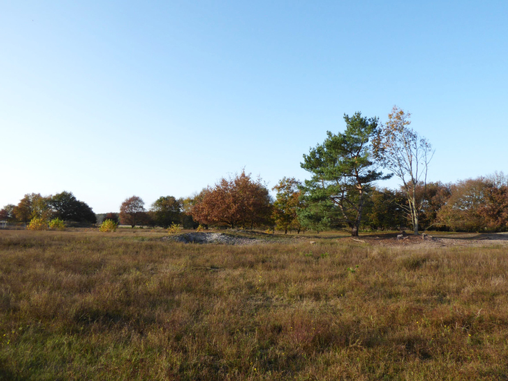 Blick in die Binnendünenlandschaft. Vorne dominieren karge Grasflächen, am Horizont ist eine Baumreihe sichtbar.